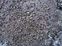 Braune Urschüsselflechte, Foto 6