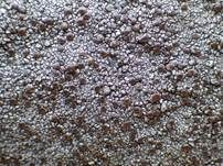 Braune Urschüsselflechte, Foto 7