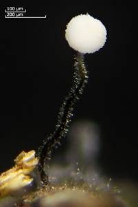 Weißes Stielscheibchen, Foto 3