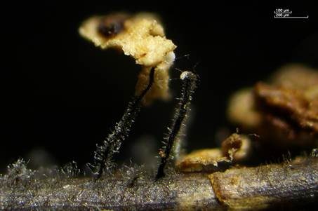 Weißes Stielscheibchen, Foto 4