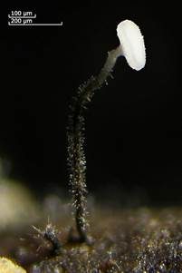Weißes Stielscheibchen, Foto 5