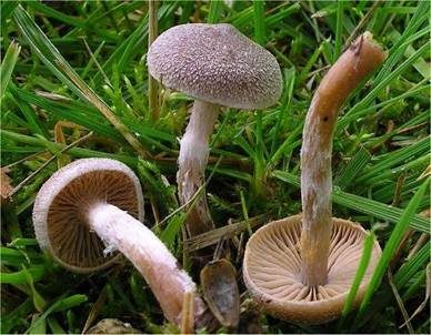 Weißflockiger Gürtelfuß, Foto 2