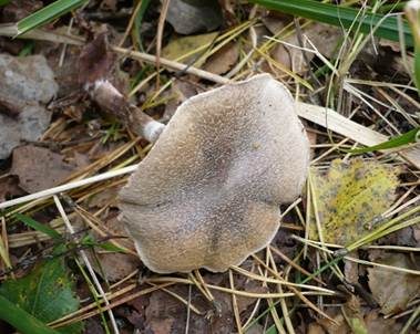 Weißflockiger Gürtelfuß, Foto 3