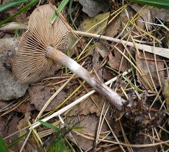 Weißflockiger Gürtelfuß, Foto 4