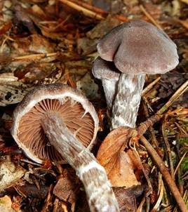 Weißflockiger Gürtelfuß, Foto 5