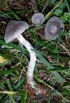Weißflockiger Gürtelfuß, Foto 7
