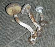 Weißflockiger Gürtelfuß, Foto 8