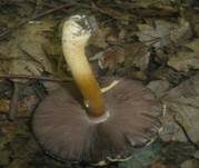 Weißgelblicher Zwergchampignon, Foto 7