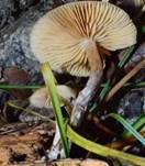 Weißgenatterter Häubling, Foto 12