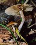 Weißgenatterter Häubling, Foto 13