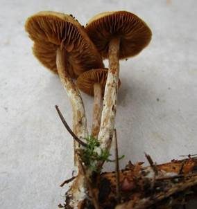 Weißgenatterter Häubling, Foto 5