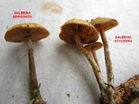 Weißgenatterter Häubling, Foto 8