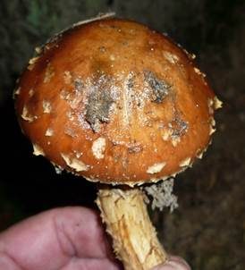 Weißgezähnelter Träuschling, Foto 2