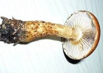 Weißgezähnelter Träuschling, Foto 16