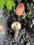 Weißgezähnelter Träuschling, Foto 7