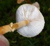 Amiant-Körnchenschirmling, Foto 38