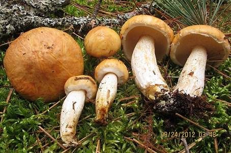 Weißgrüner Schmierröhrling, Foto 3