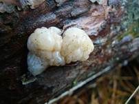 Weißkerniger Zitterling, Foto 7