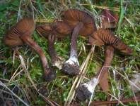 Weißknolliger Risspilz, Foto 15