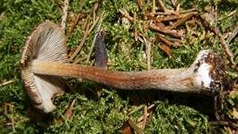 Weißknolliger Risspilz, Foto 7