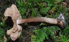 Weißknolliger Risspilz, Foto 9