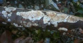 Weißliche Braunfäuletramete, Foto 7