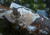Weißliche Braunfäuletramete, Foto 10