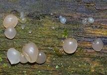 Weißlicher Drüsling, Foto 9