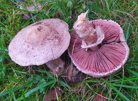 Weißschuppiger Blutegerling, Foto 4