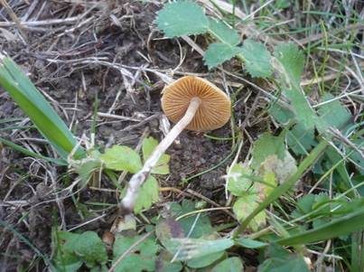 Weißstieliger Glockenschüppling, Foto 4