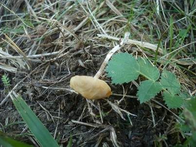 Weißstieliger Glockenschüppling, Foto 5