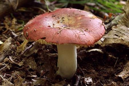 Weißstieliger Ledertäubling, Foto 4