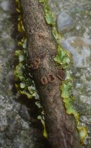 Brauner Astbecherling, Foto 4