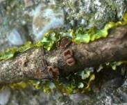 Brauner Astbecherling, Foto 9