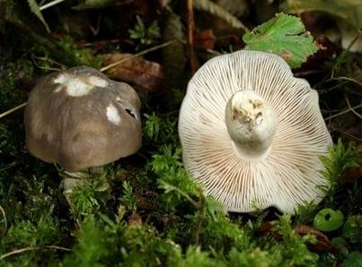 Weißstieliger Rötling, Foto 3