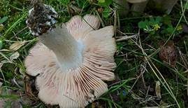Weißstieliger Rötling, Foto 6