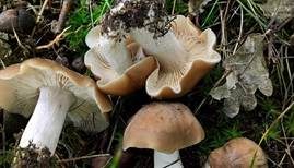 Weißstieliger Rötling, Foto 7