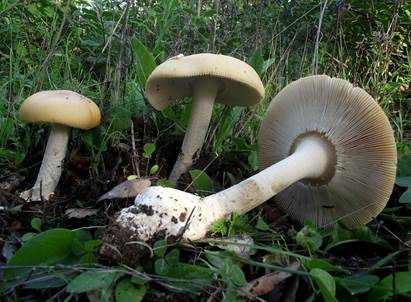 Weißstieliger Safranstreifling, Foto 2