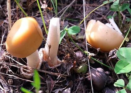 Weißstieliger Safranstreifling, Foto 4