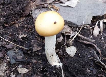 Weißstieliger Safranstreifling, Foto 5