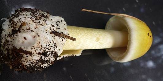Weißstieliger Safranstreifling, Foto 8