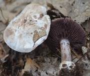 Weißvioletter Dickfuß, Foto 12