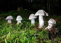 Weißvioletter Dickfuß, Foto 15
