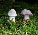 Weißvioletter Dickfuß, Foto 6