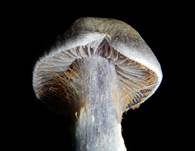 Weißvioletter Dickfuß, Foto 7