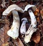 Weißvioletter Dickfuß, Foto 8