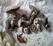 Weißvioletter Dickfuß, Foto 10