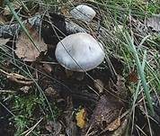 Weißvioletter Dickfuß, Foto 11