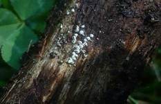 Weißwolliger Kugelpilz, Foto 7