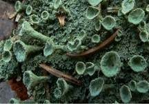 Weitkelchflechte, Foto 14